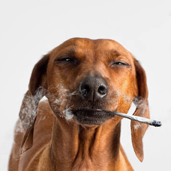 Meet your Posher, Posh - Picture 2 of 2